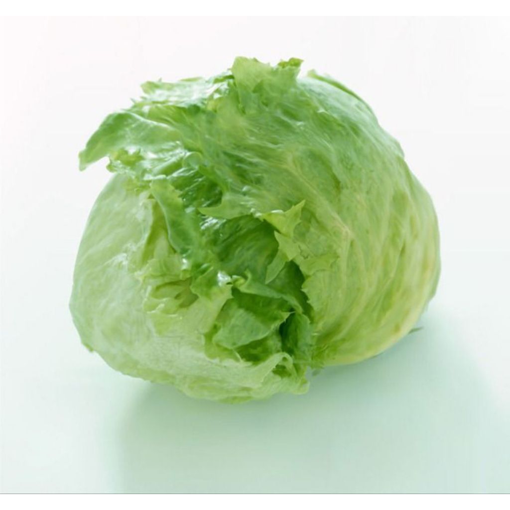 

[PS] Lettuce / Selada Iceberg