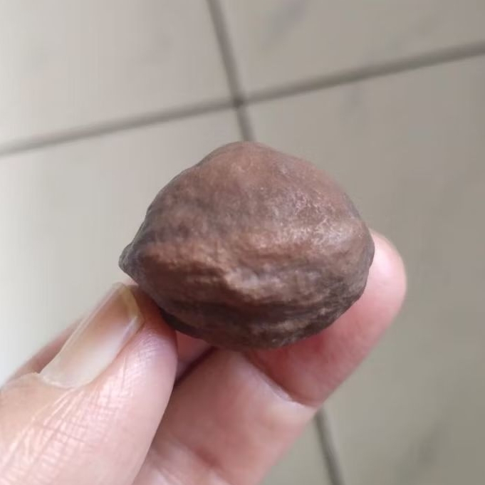 Kemiri Adu Muncang Adu Anak MJ Tua Jatuhan