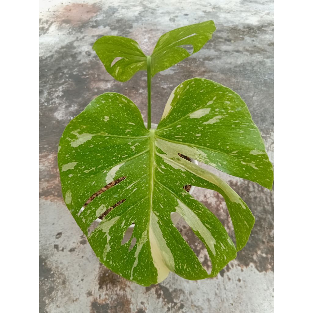 Tanaman Hias Monstera Monthai