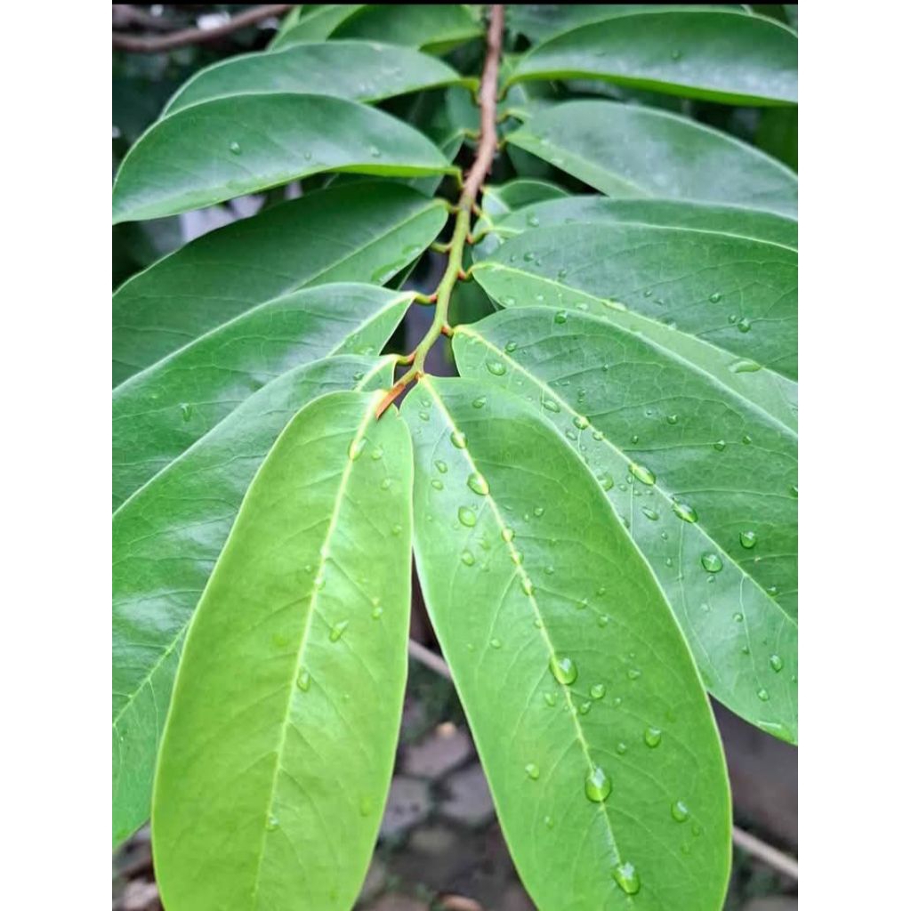 

Daun Sirsak Fresh Bersih 100g