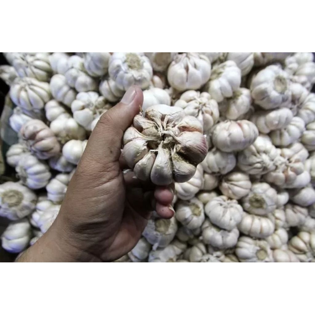 

bawang putih asli dalam kemasan 1 kg