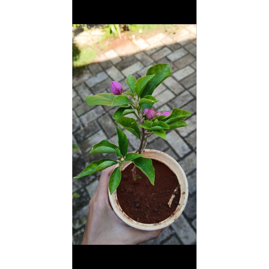 bougenville anggur unik