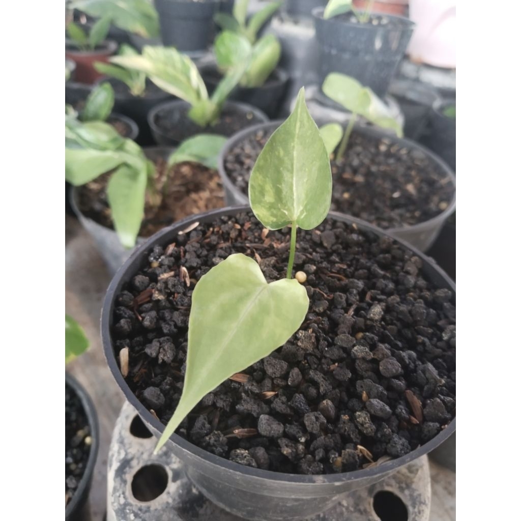 anthurium clarinervium varigata Hybrid pergol