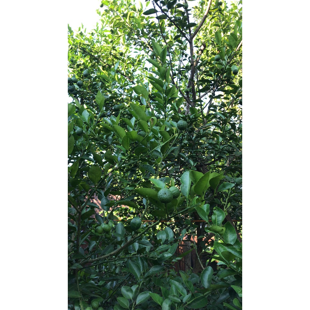 

Jeruk limau jeruk limo jeruk sambal jeruk pecel