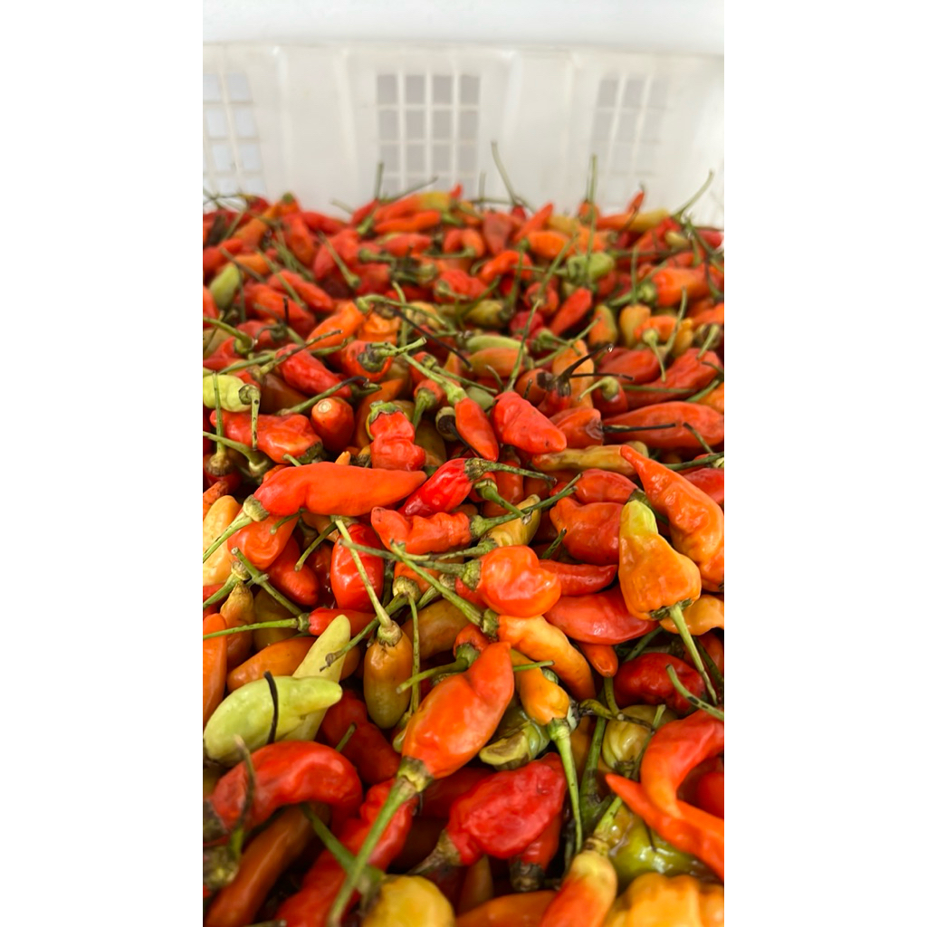 

Cabai Merah Rawit 1 Kg