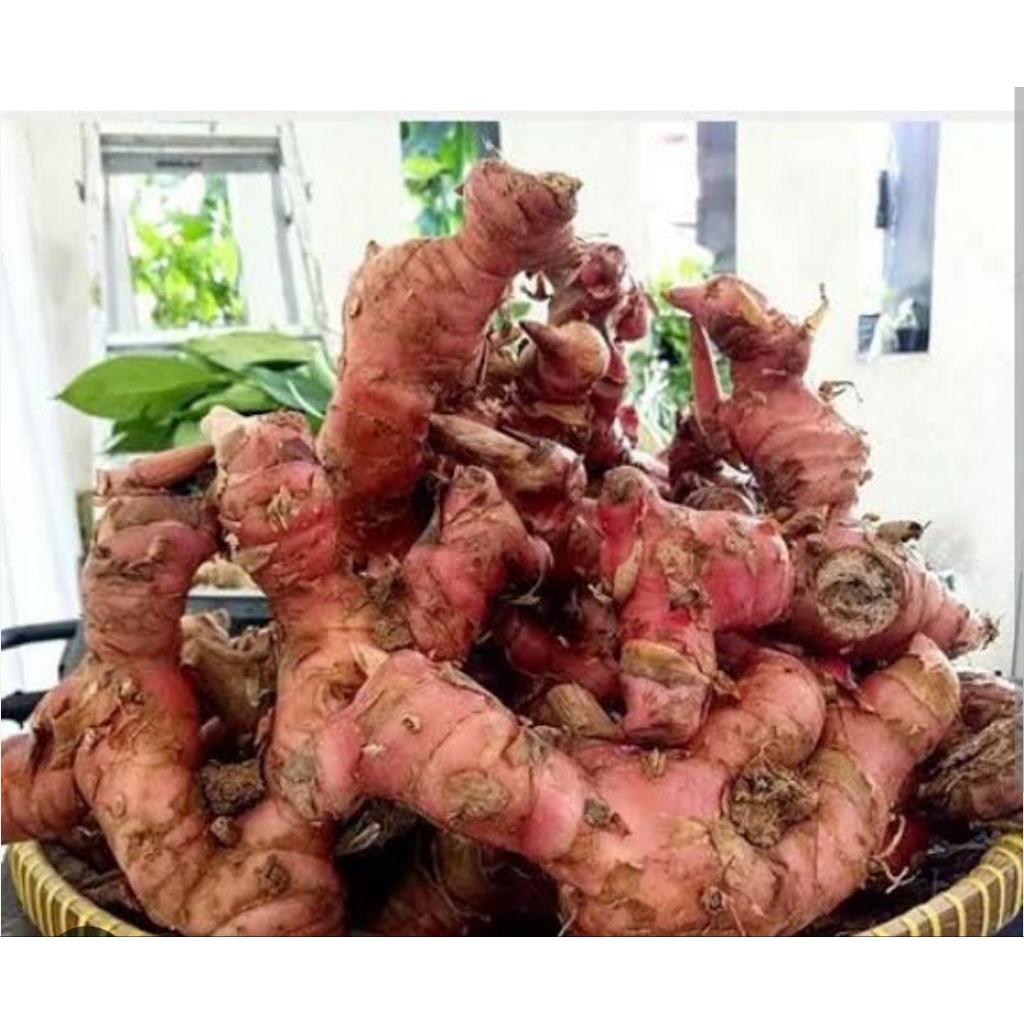 lengkuas 1000g/1kg