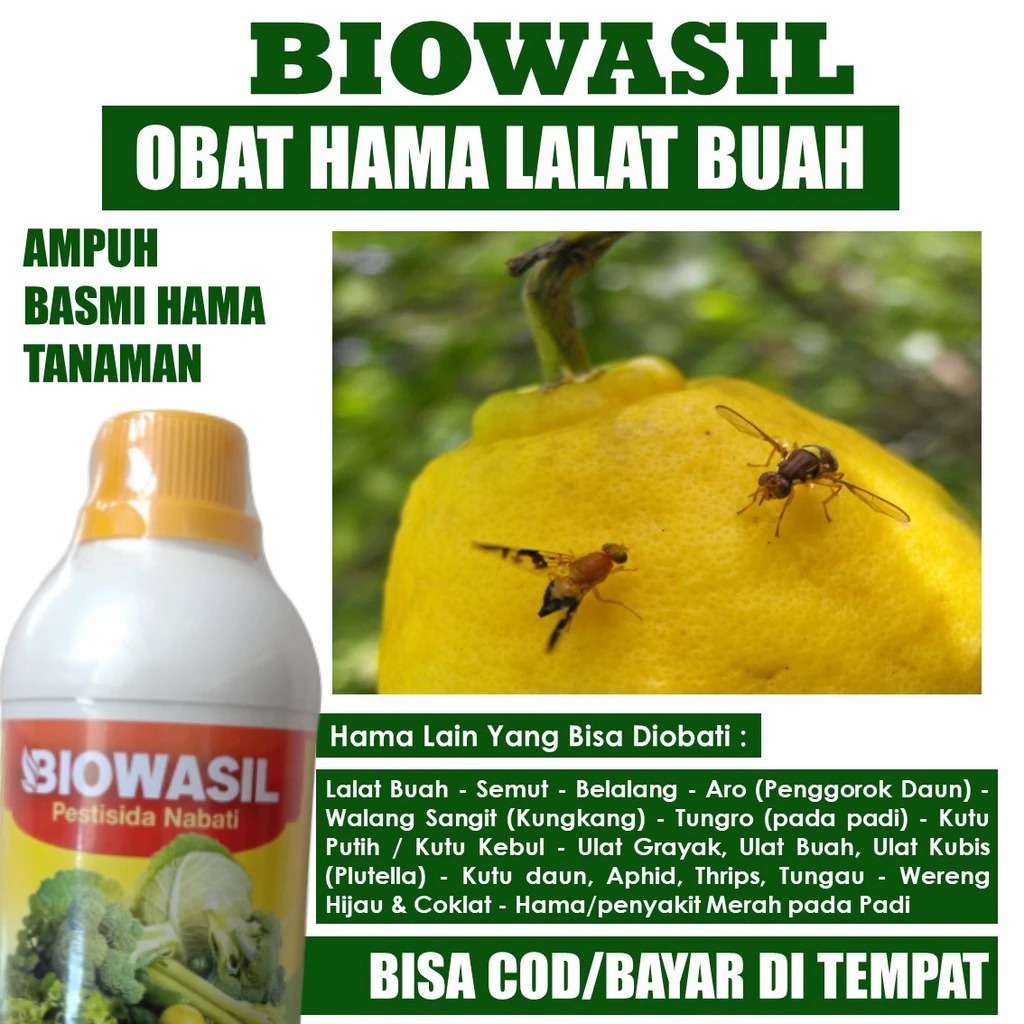 TERLARIS OBAT HAMA ULAT PADI SUNDEP BELUK 500ml BIOWASIL - Obat Hama Padi, Atasi Hama Ulat Sundep, W