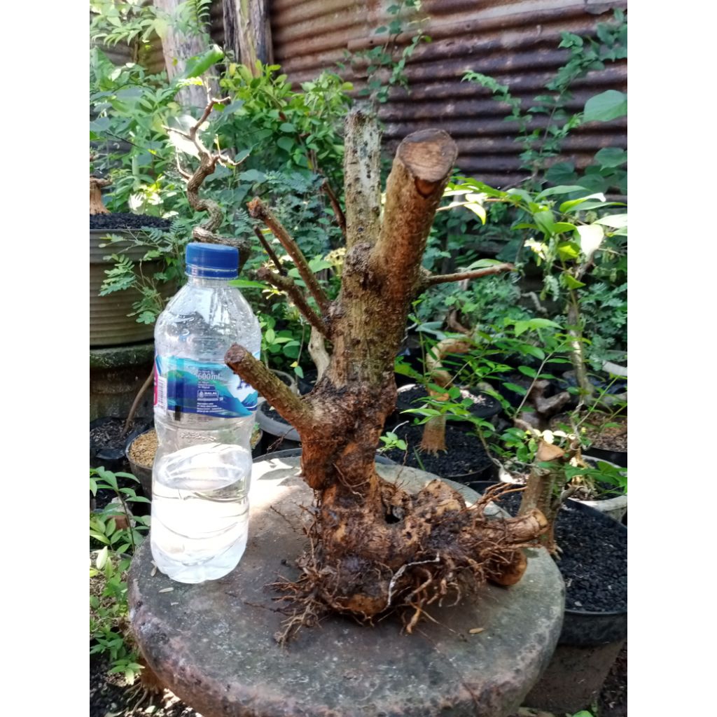 bahan bonsai hokiantea/hokianti bonggol unik