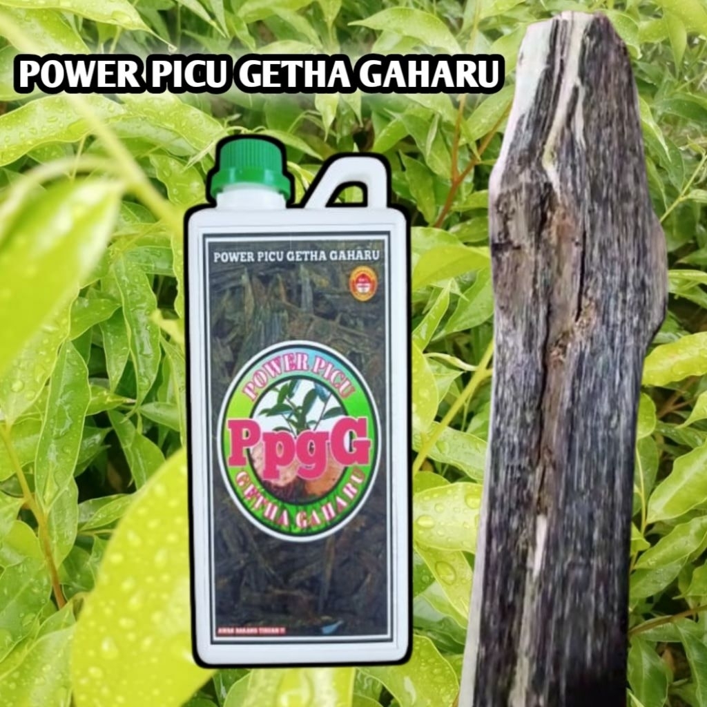 1 liter serum/inokulan gaharu PPGG terbaik membuat gubal gaharu