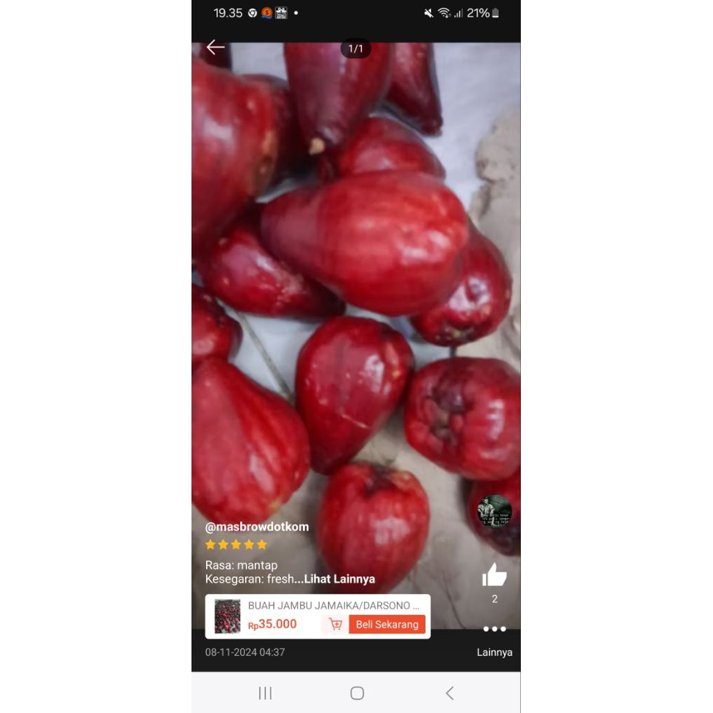 Jambu Darsono Jamaika 1 kg