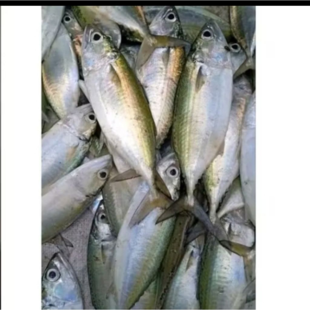 

ikan asin kering ikan kembung kemasan 1 kg, langsung di olah Fress, ikan ini miliki tekstur daging yg enak n gurih, benar2 kering ya bukan basah, size jumbo campur sedang