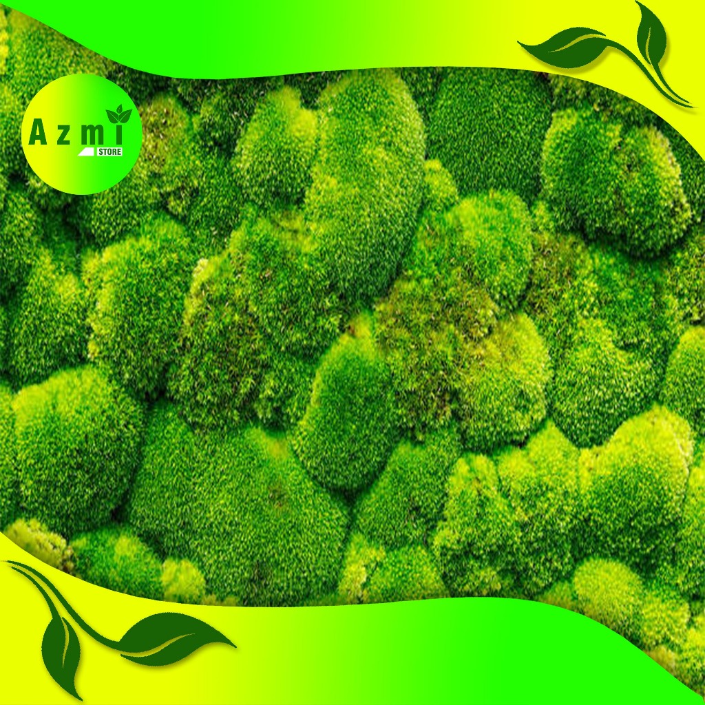 Lumut hidup buat hiasan bonsai