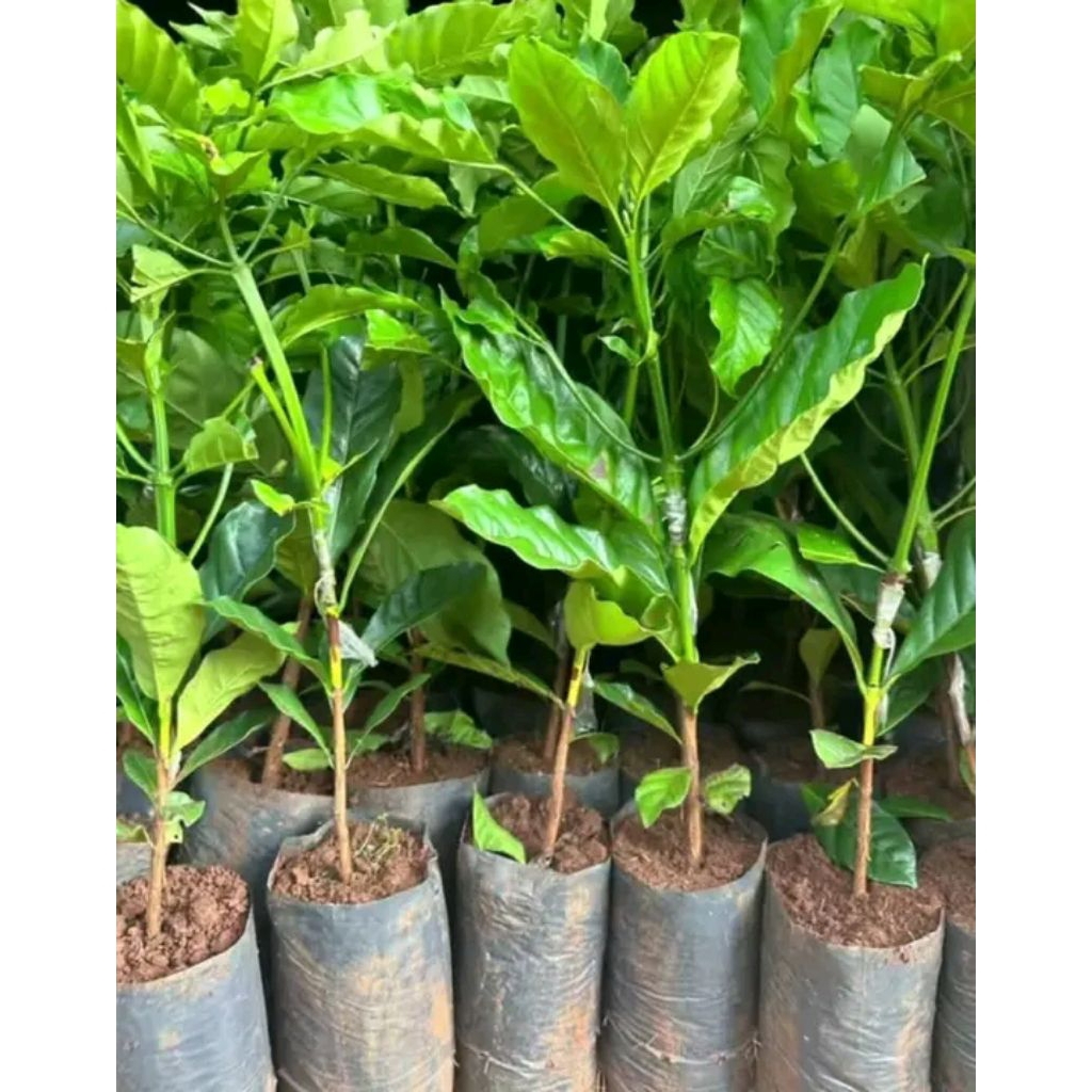 

10pcsBibitkopi rubusta,langsungdarikebunsendri