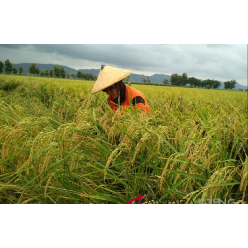 BENIH PADI INFARI 1KG SUPER LEBAT