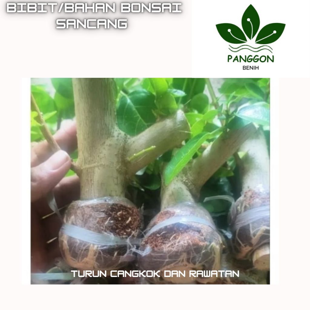 Bahan/Bibit Bonsai Sancang Besar Batang Jempol Kaki