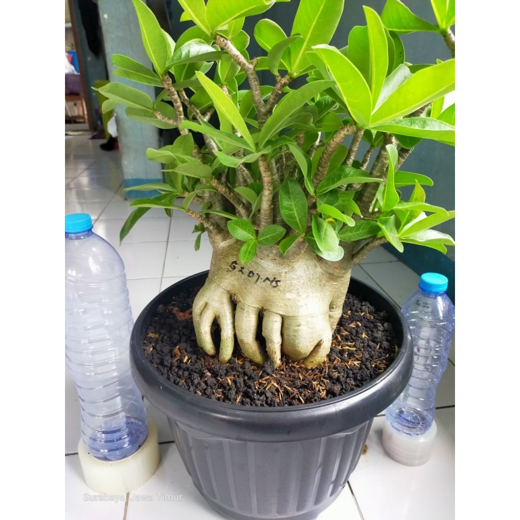 Adenium godji nomsod indukan jumbo prokar cakep cabang aktif rimbun