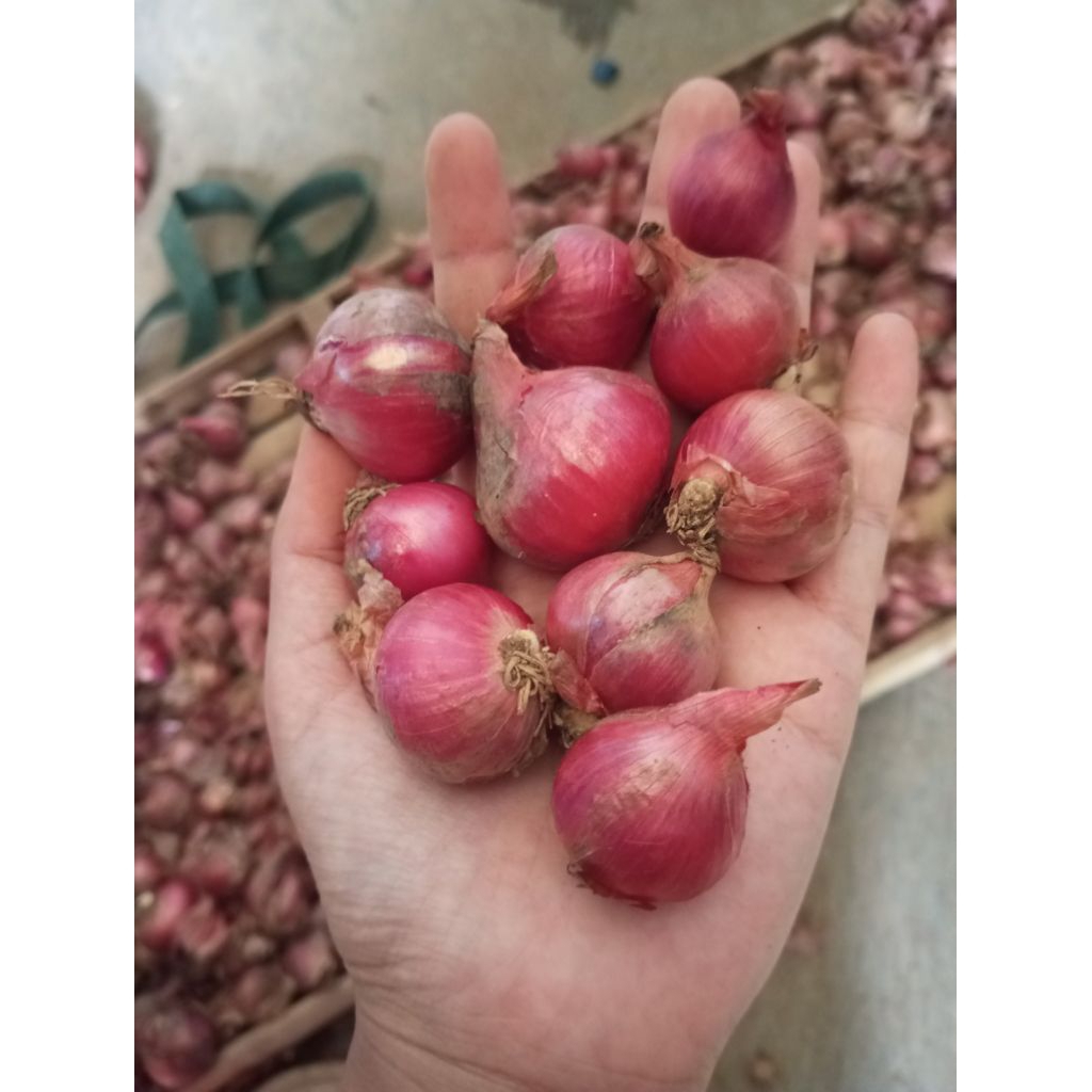 

bawang merah 1 kg