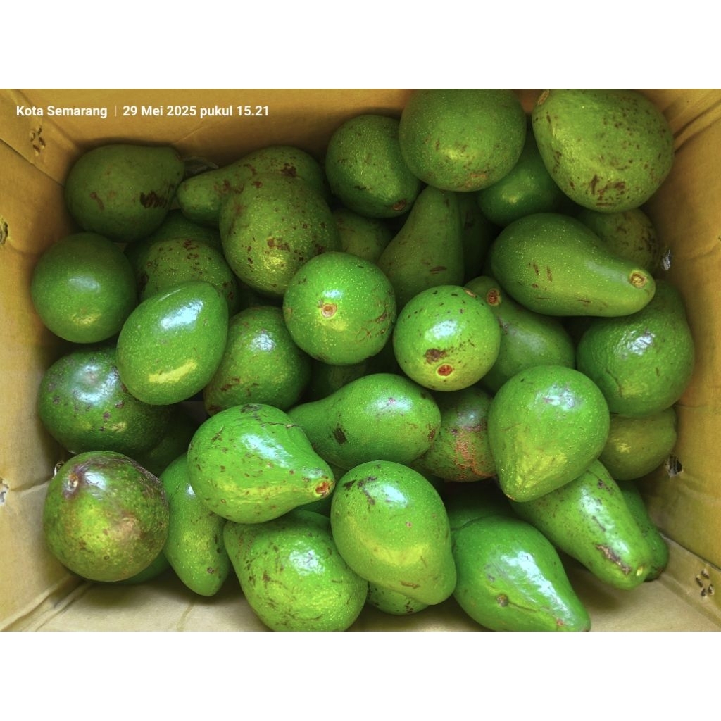 

tersedia alpukat mentega lokal