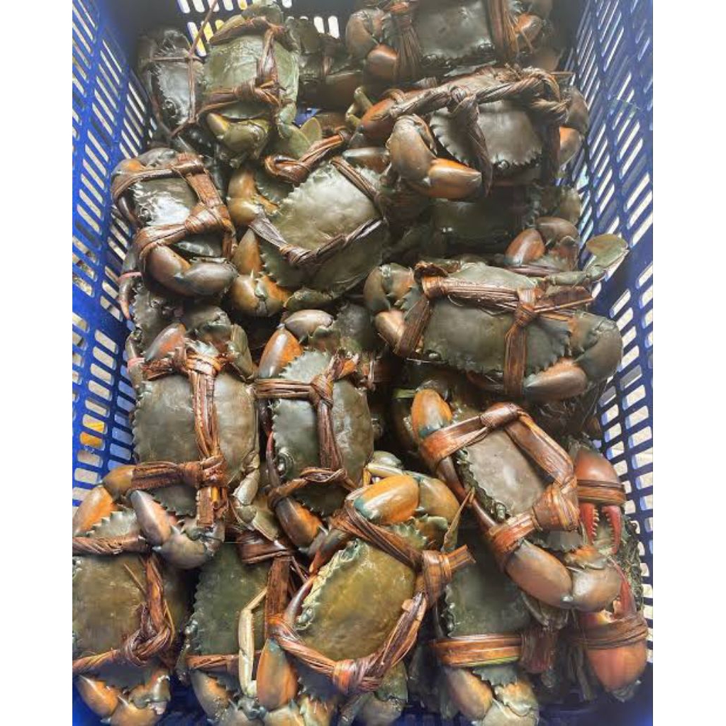 

kepiting bakau hidup segar fresh 1kg/ kepiting hidup fresh 1kg