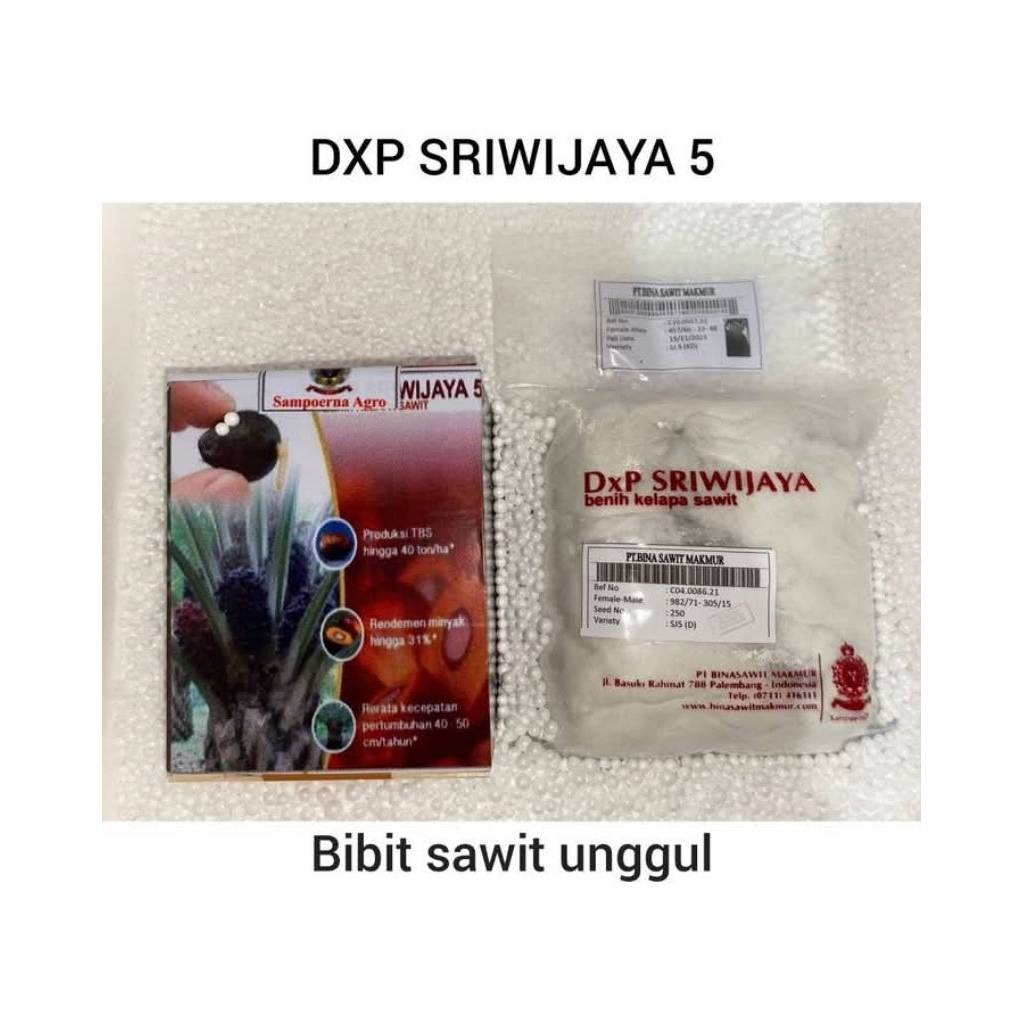 Benih kecambah kelapa sawit DxP SRIWIJAYA 5 SEMIKLON