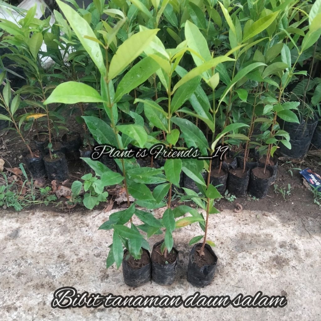 (beli5gratis1)BIBIT TANAMAN SALAM BUMBU MASAK DAUN SALAM