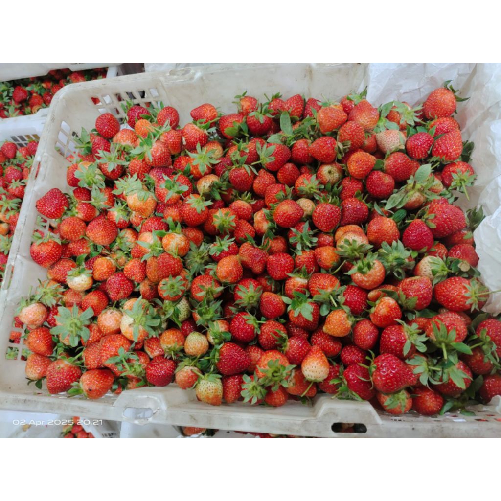 

Strawberry Mini Fresh Grade C 1 kg