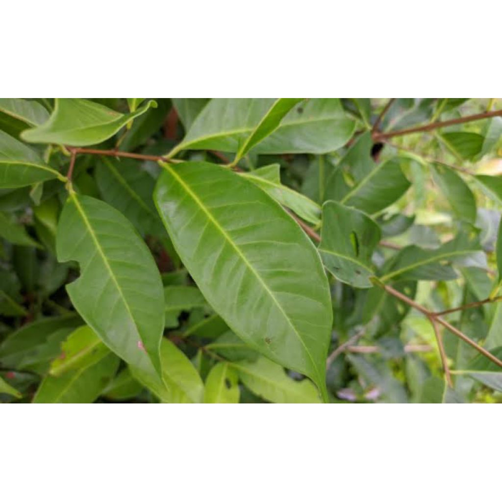 

DAUN SALAM SEGAR FRESH 500 gr UNTUK BUMBU DAN BERKHASIAT UNTUK OBAT ASAM URAT