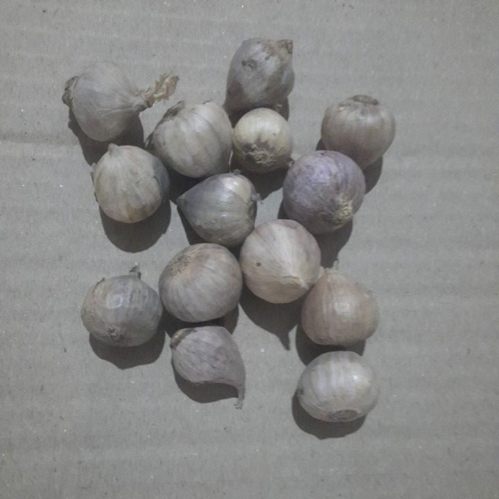 

Bawang lanang 250 gram