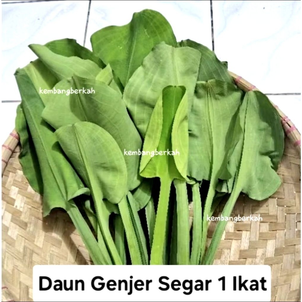 

Daun Genjer Segar 1 Ikat