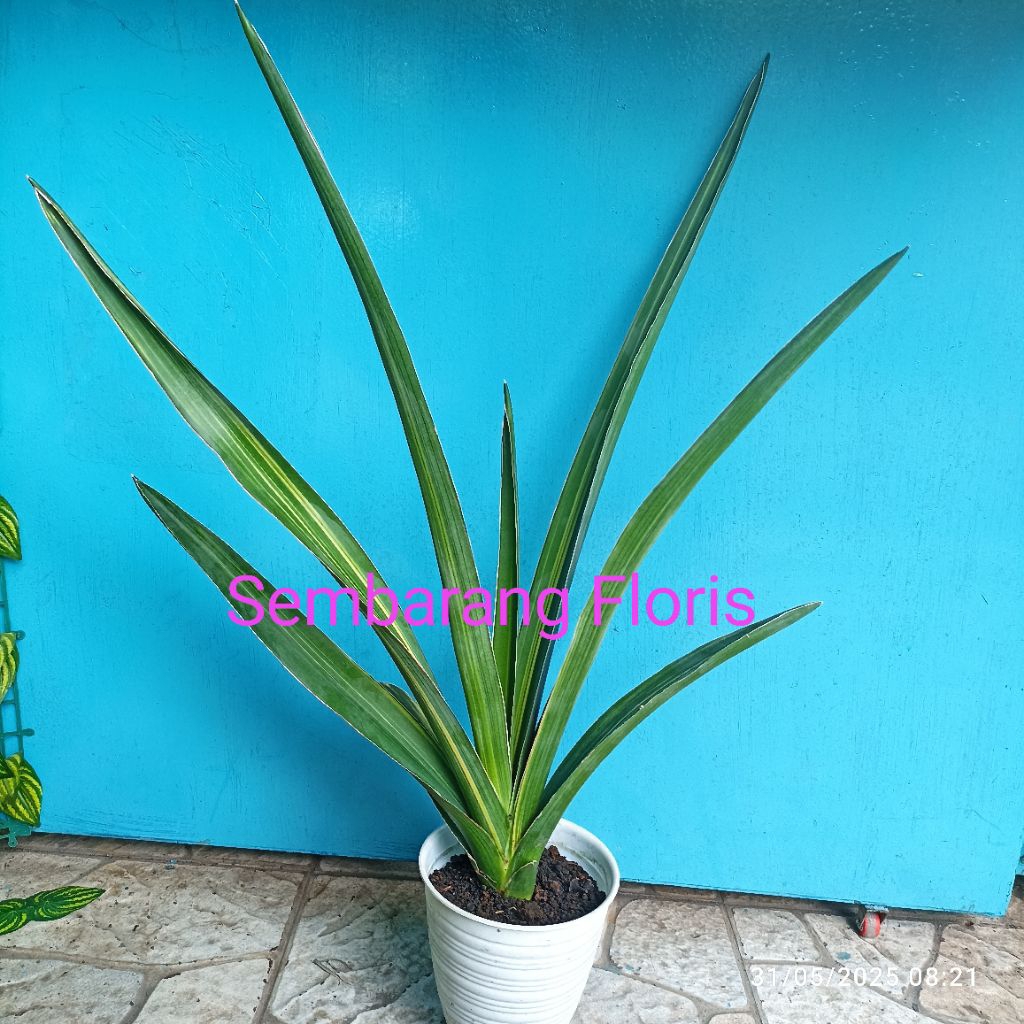 Sansevieria Katana Variegata  / Sansevieria Ehrenbergii Katana Variegata