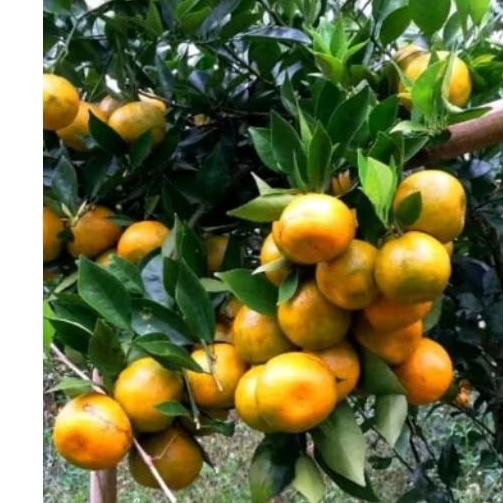 

Bibit jeruk siam madu berbuah