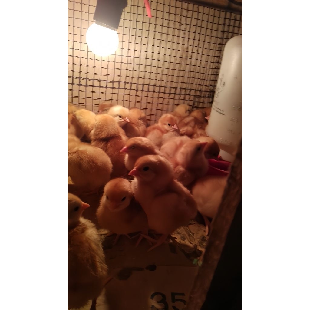 DOC AYAM PETELUR/BIBIT AYAM