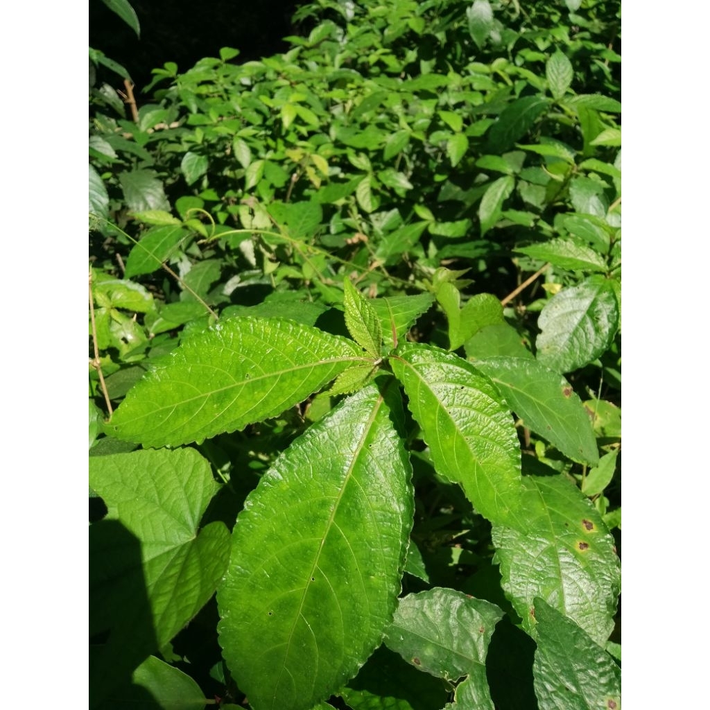 

100 LEMBAR Daun Keji Beling Segar Asli – Daun Herbal Alami untuk Kesehatan Ginjal