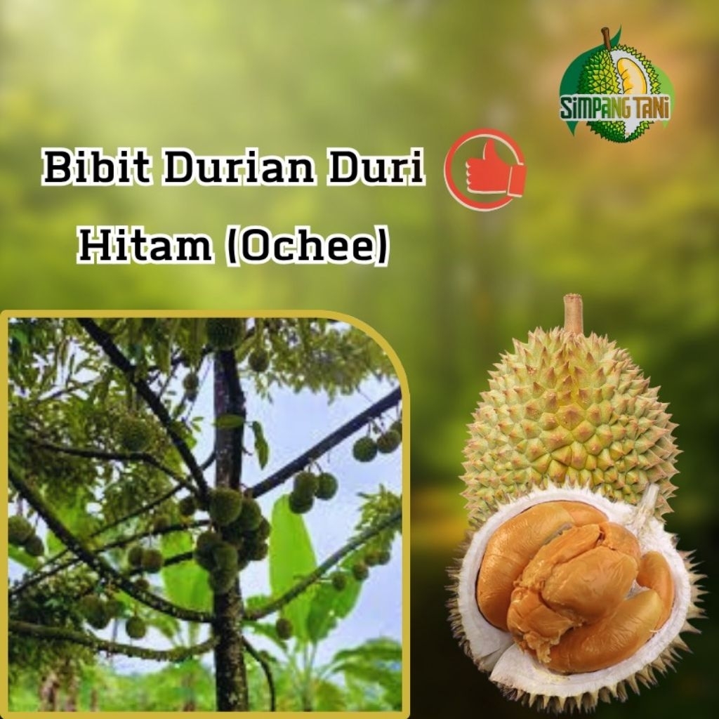 

Bibit Durian Hitam