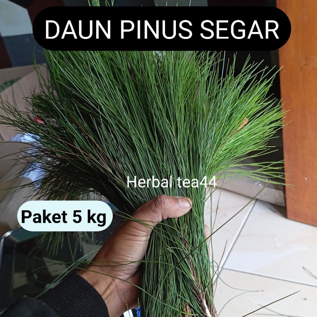 

Daun pinus segar petik langsung Paket 5 kg