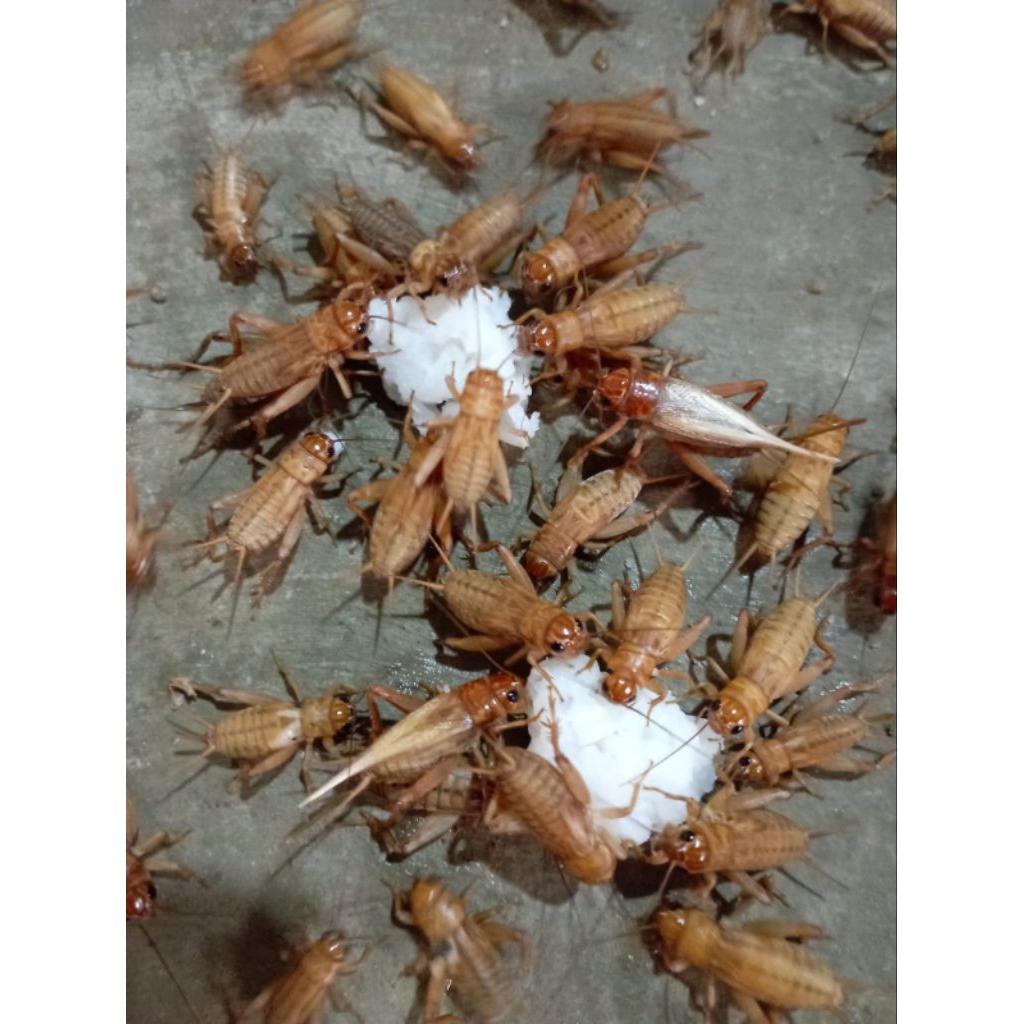 

Telur angkrik madu kunyit kemasan (2 kg)