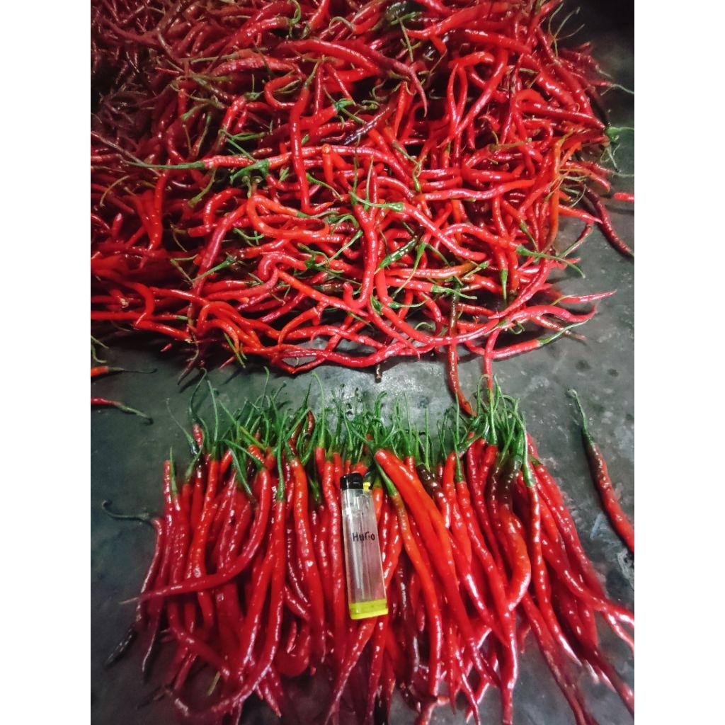 

cabai merah keriting