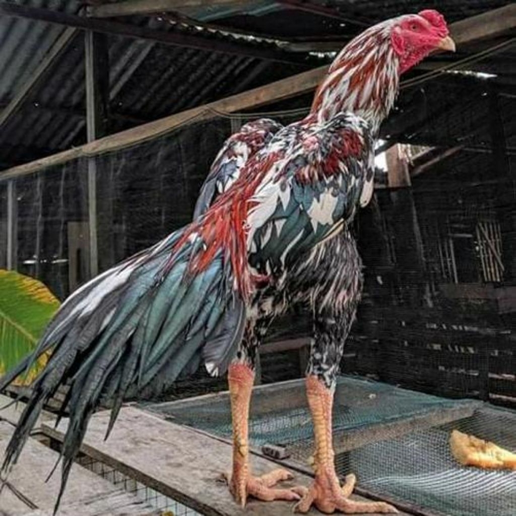 

Telur Tetas Ayam Bangkok Blorok Ori fertil untuk ditetaskan