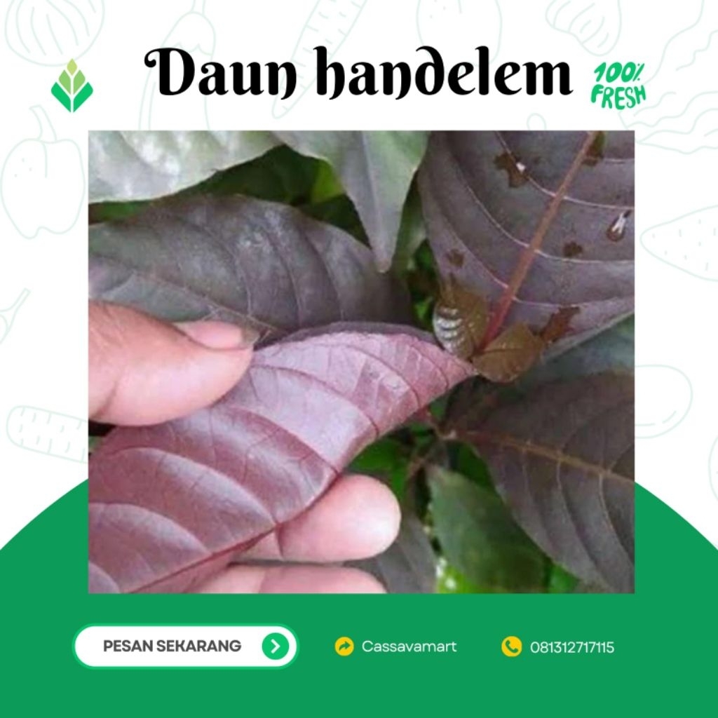 

Daun handelem 100 lembar daun herbal obat ambeien