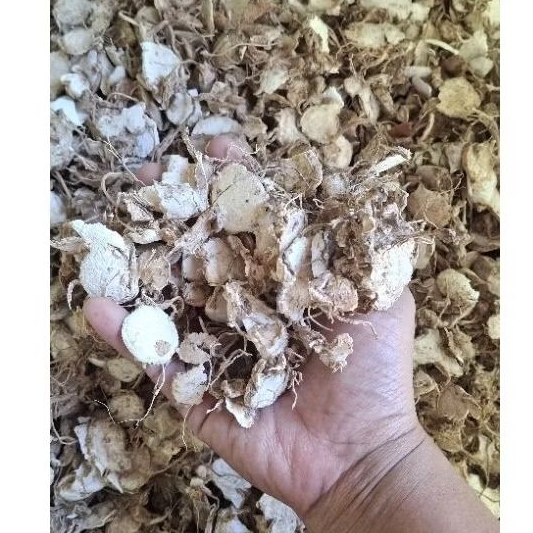 

Kunyit putih/gombyok kering 1kg