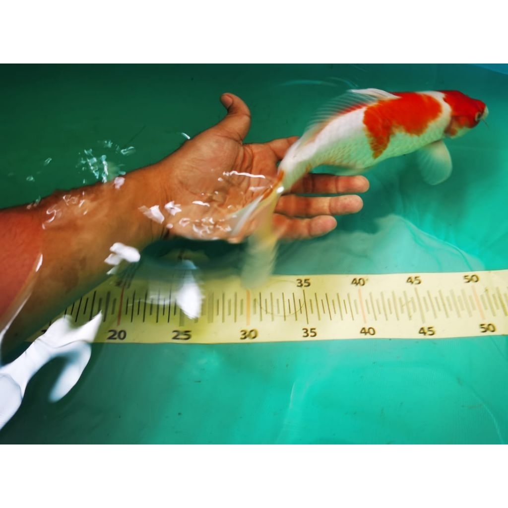 ikan koi kohaku ukuran 30-35 cm