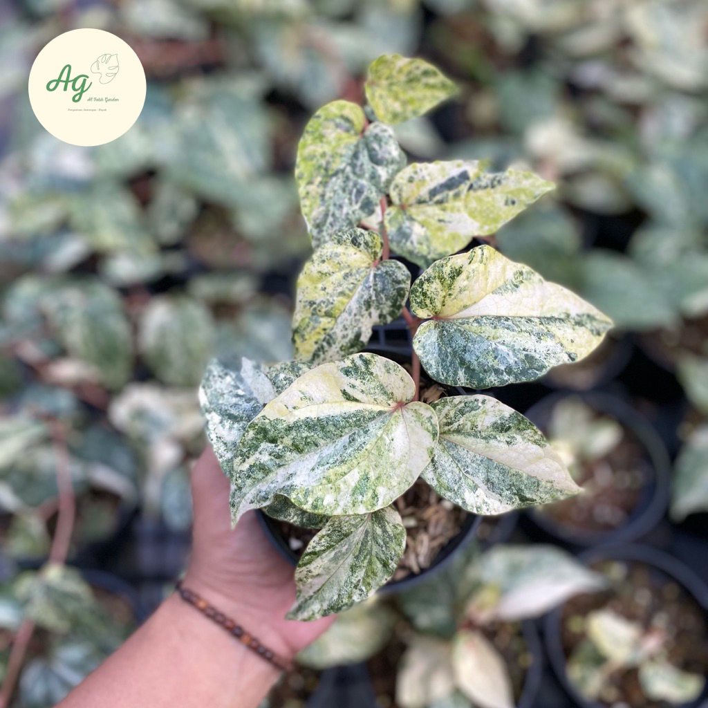 Piper Sylvaticum variegata tricolor