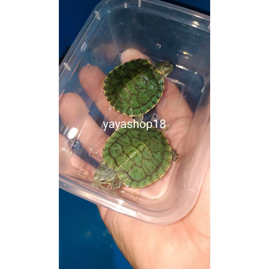

BOXPACKING AMAN + SI IJO LUCU 3-4cm