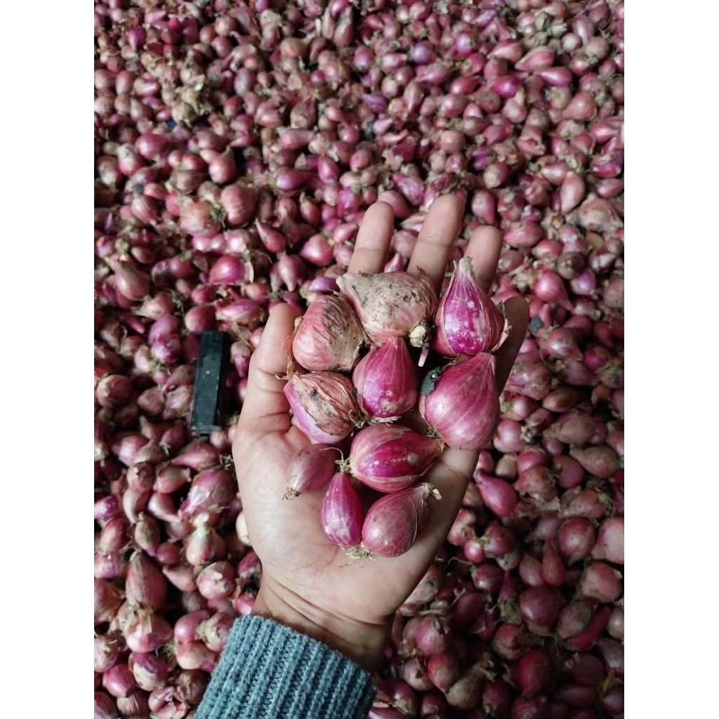 BAWANG MERAH LOKAL TANGGUNG BESAR SUPER KERING