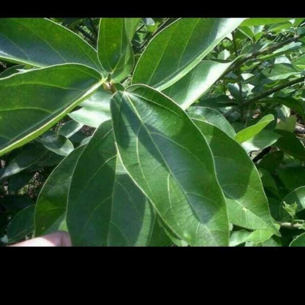 

daun cincau segar langsung petik/kipanas