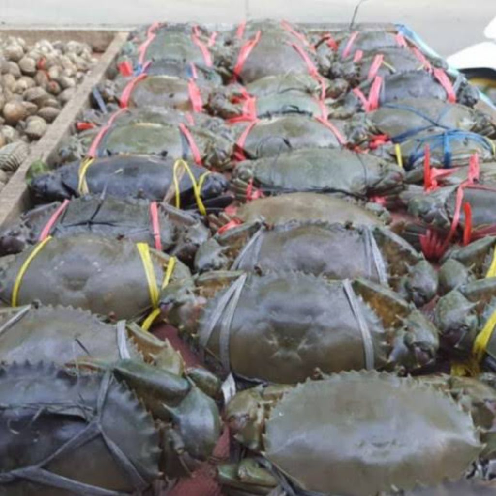 

Kepiting bakau hidup fresh segar/ kepiting bakau segar fresh