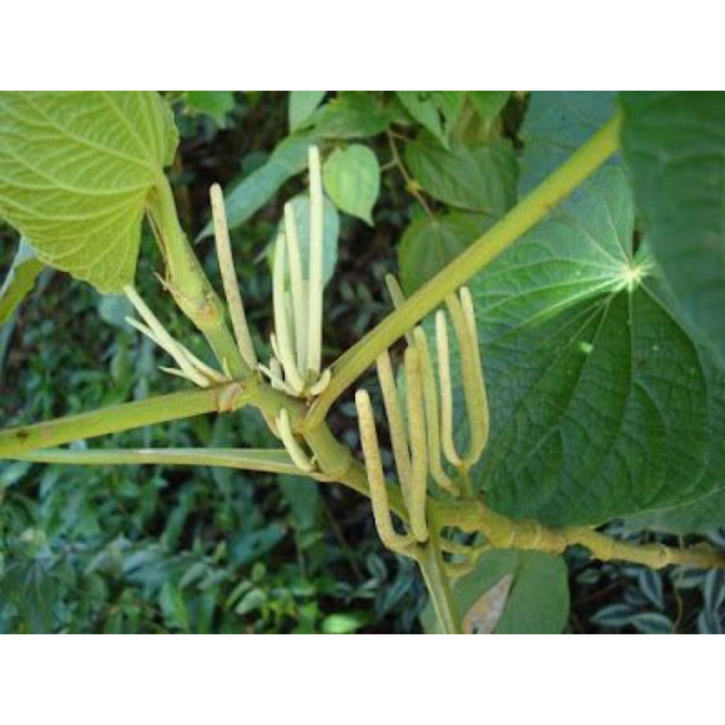 

Daun piper umbilatum/sirih hutan/1kg