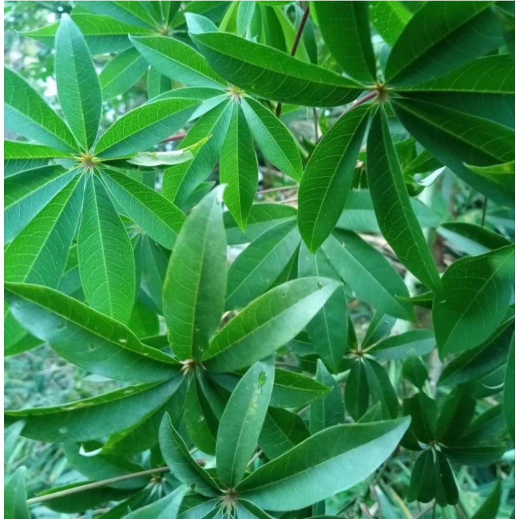 

Daun randu/kapuk segar obat alami