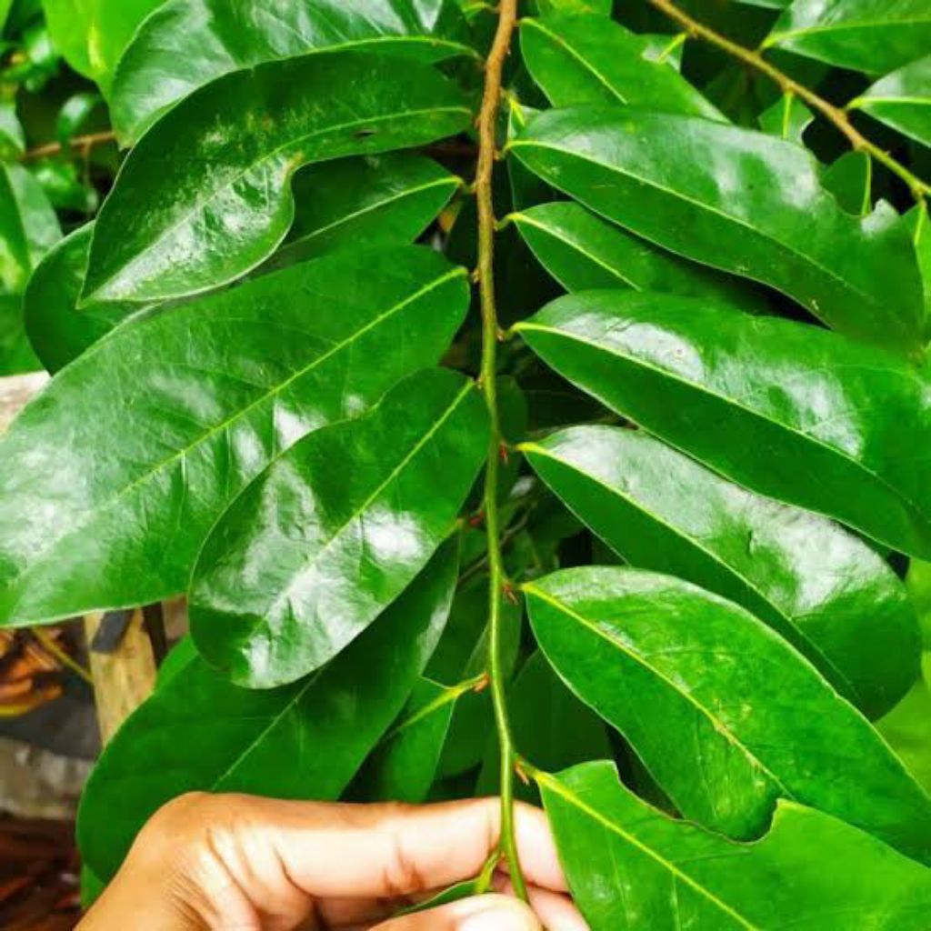 

Daun sirsak segar herbal