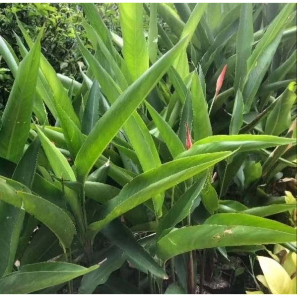 Tanaman Hias Helicornia / Tanaman Pisang Pisangan